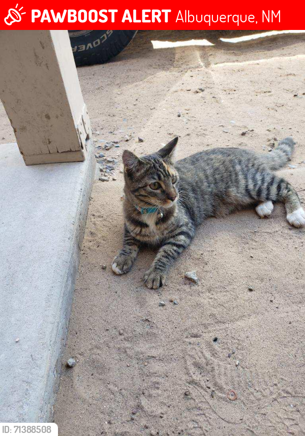 Lost Female Cat last seen  56th St SW 87121, Albuquerque, NM 87121