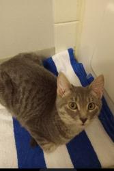 Lost Female Cat last seen 34th & Wyoming St, KCMO, Kansas City, MO 64101