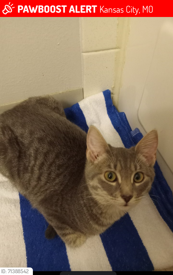 Lost Female Cat last seen 34th & Wyoming St, KCMO, Kansas City, MO 64101