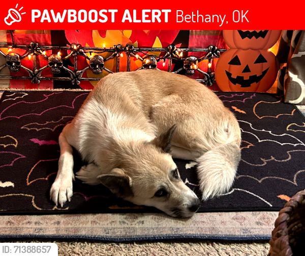 Lost Female Dog last seen NW 19th and NW Donald Ave Bethany , Bethany, OK 73008