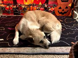Lost Female Dog last seen NW 19th and NW Donald Ave Bethany , Bethany, OK 73008