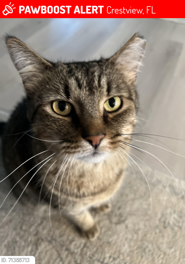 Lost Male Cat last seen Tractor suppy, Crestview, FL 32536