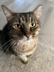 Lost Male Cat last seen Tractor supply on James Lee Boulevard, Crestview, FL 32539