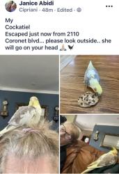 Lost Female Bird last seen Alameda del las pulgas, Belmont, CA 94002