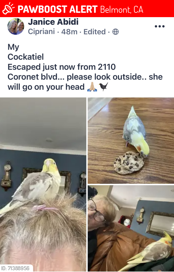 Lost Female Bird last seen Alameda del las pulgas, Belmont, CA 94002