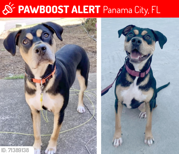 Lost Female Dog last seen Delaware and 12th Street, Lynn Haven, FL, Lynn Haven, FL 32444
