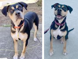 Lost Female Dog last seen Delaware and 12th Street, Lynn Haven, FL, Lynn Haven, FL 32444