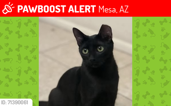 Lost Female Cat last seen Brentwood Southern mesa az 85209, Mesa, AZ 85209