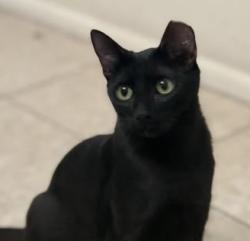 Lost Female Cat last seen Brentwood Southern mesa az 85209, Mesa, AZ 85209
