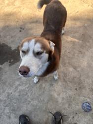 Lost Male Dog last seen Hardy and maple, Inglewood, CA 90301