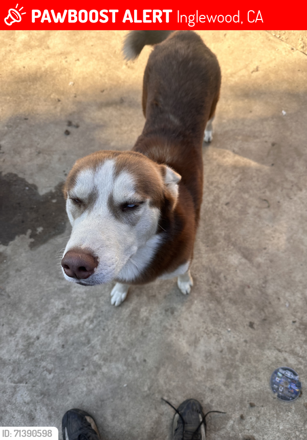 Lost Male Dog last seen Hardy and maple, Inglewood, CA 90301