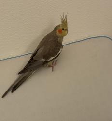 Lost Female Bird last seen Baldwin Lake Drive and Terrace, Big Bear, CA 92314