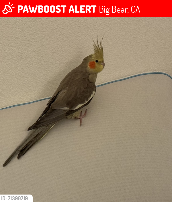 Lost Female Bird last seen Baldwin Lake Drive and Terrace, Big Bear, CA 92314