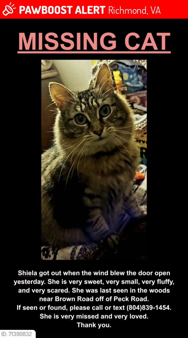 Lost Female Cat last seen Brown Rd. Bonair, Richmond, VA 23235