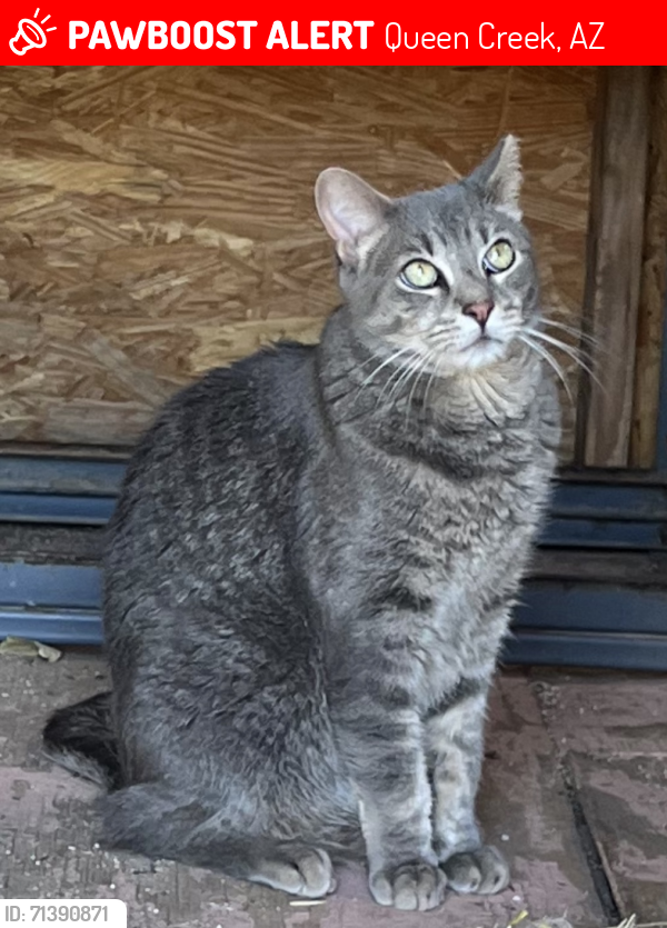 Lost Male Cat last seen Valencia and San Tan Boulevard, Queen Creek, AZ 85142