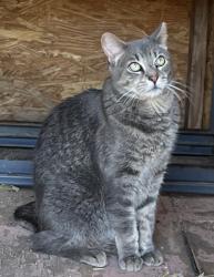 Lost Male Cat last seen Valencia and San Tan Boulevard, Queen Creek, AZ 85142
