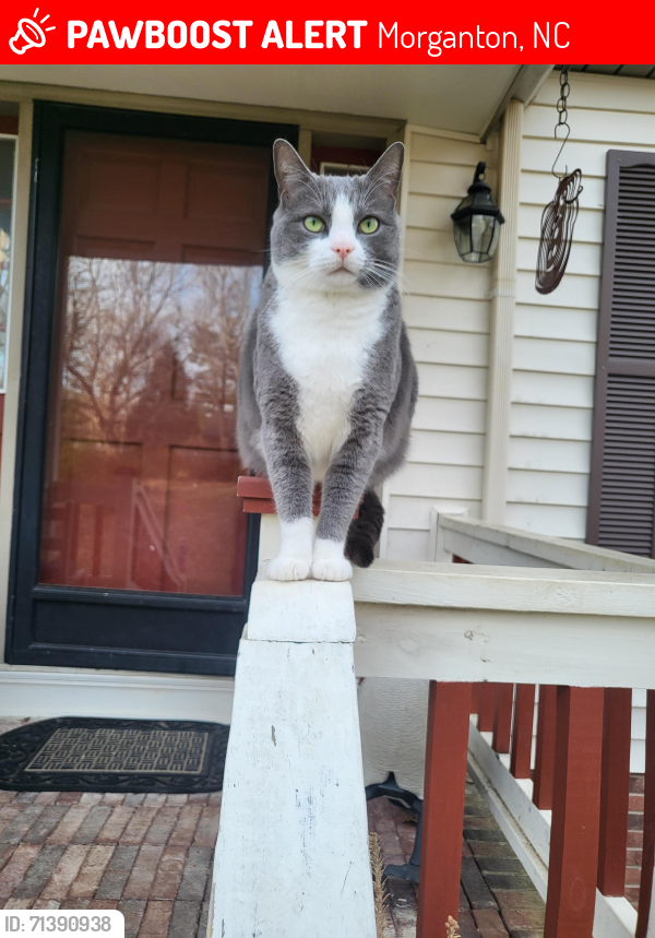 Lost Male Cat last seen Bost Road/Piedmont Road, Morganton, NC 28655