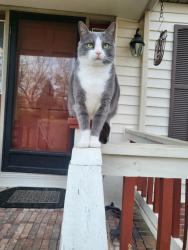 Lost Male Cat last seen Bost Road/Piedmont Road, Morganton, NC 28655