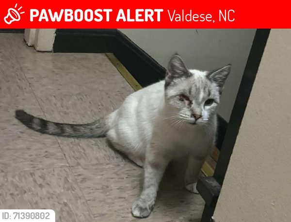 Lost Male Cat last seen McGalliard Falls Parks / Valdese Housing Authority, Valdese, NC 28690