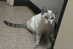 Lost Male Cat last seen McGalliard Falls Parks / Valdese Housing Authority, Valdese, NC 28690
