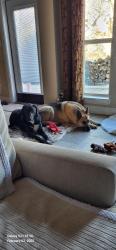 Lost Male Dog last seen Hwy 51/455, Decatur, TX 76234