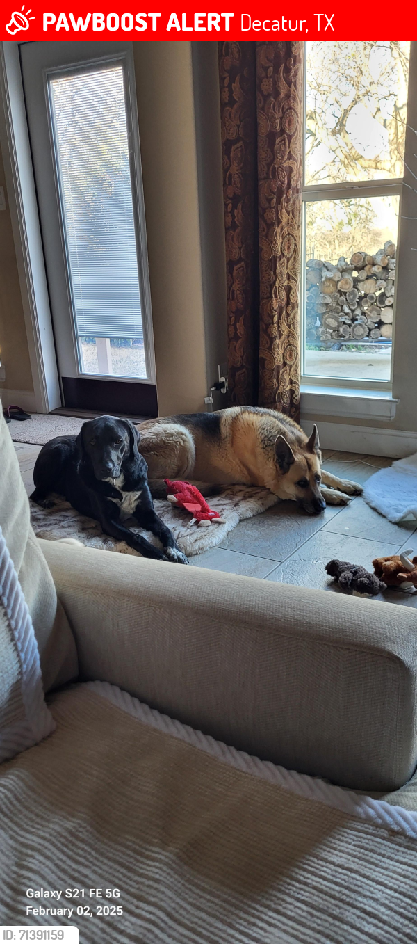Lost Male Dog last seen Hwy 51/455, Decatur, TX 76234