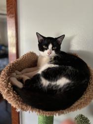 Lost Male Cat last seen Newcastle rd and powerhouse, Newcastle, CA 95658