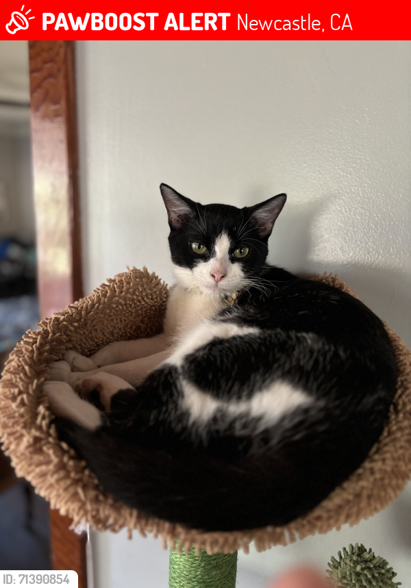 Lost Male Cat last seen Newcastle rd and powerhouse, Newcastle, CA 95658