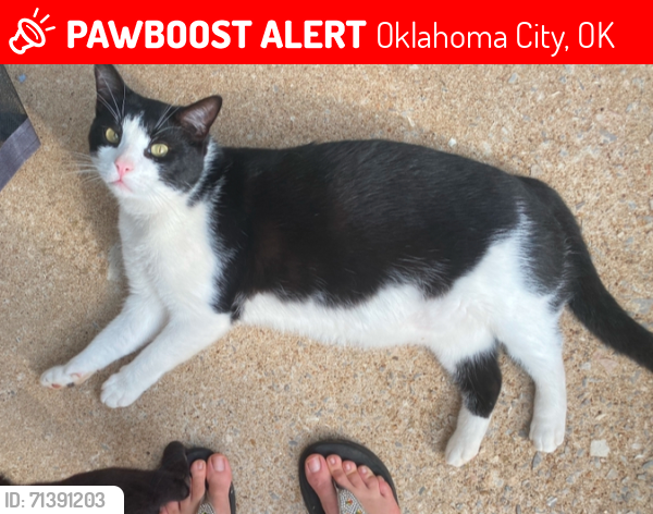 Lost Male Cat last seen Reno and Midwest blvd, Oklahoma City, OK 73110