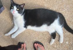 Lost Male Cat last seen Reno and Midwest blvd, Oklahoma City, OK 73110