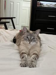 Lost Female Cat last seen N Ramona st and easy Santa Ana canyon road , Orange, CA 92865