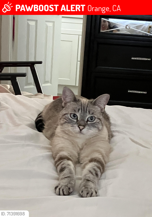 Lost Female Cat last seen N Ramona st and easy Santa Ana canyon road , Orange, CA 92865