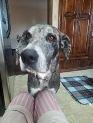 Lost Female Dog last seen Wildwood park, Wichita, KS 67217