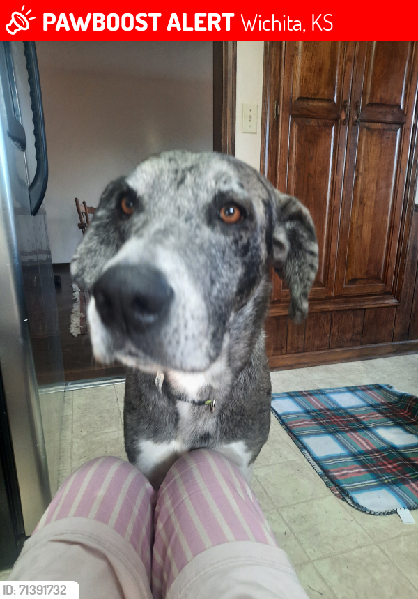 Lost Female Dog last seen Wildwood park, Wichita, KS 67217