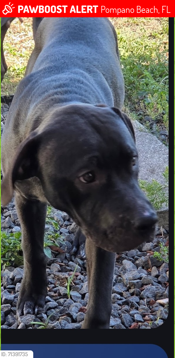 Lost Male Dog last seen Copans road and NE 1st Ave 33064, Pompano Beach, FL 33064