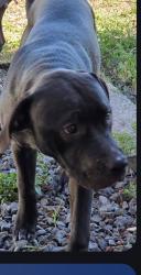 Lost Male Dog last seen Copans road and NE 1st Ave 33064, Pompano Beach, FL 33064