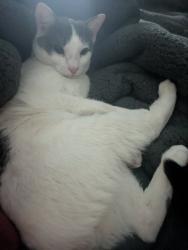 Lost Male Cat last seen International speedway and Tomoka rd, Daytona Beach, FL 32124