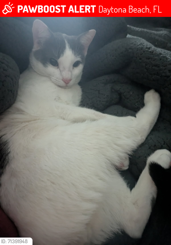 Lost Male Cat last seen International speedway and Tomoka rd, Daytona Beach, FL 32124