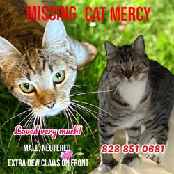 Lost Male Cat last seen Close to the roundabout on Hwy 90 in Lenoir, U.S. Hwy 64 90 W, NC 28681
