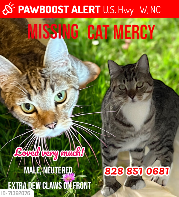 Lost Male Cat last seen Close to the roundabout on Hwy 90 in Lenoir, U.S. Hwy 64 90 W, NC 28681