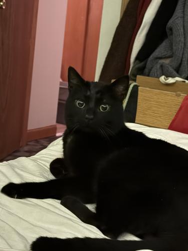 Lost Male Cat last seen olivet nazarene university , Bourbonnais, IL 60914