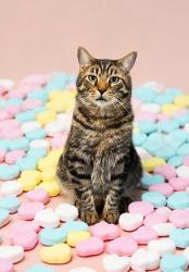 Lost Male Cat last seen W. Old State Rd, Schenectady, NY 12303
