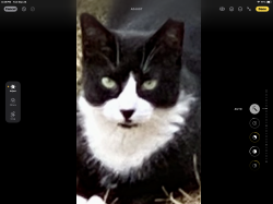 Lost Male Cat last seen Arthur Kill Road and Ellis Street, Staten Island, NY 10307