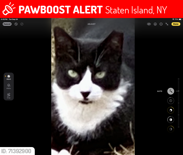 Lost Male Cat last seen Arthur Kill Road and Ellis Street, Staten Island, NY 10307