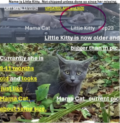 Lost Female Cat last seen Knights Dr near Knights Hill CT cul-de-sac, Houston, TX 77065