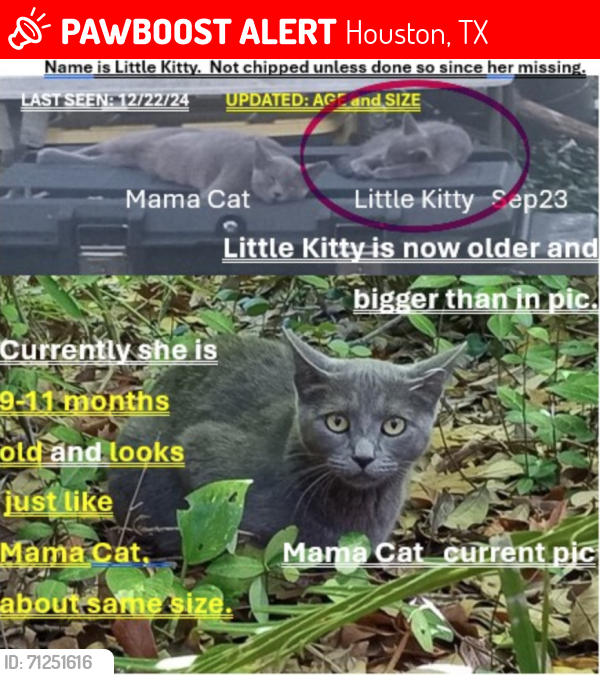 Lost Female Cat last seen Knights Dr near Knights Hill CT cul-de-sac, Houston, TX 77065