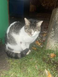 Lost Male Cat last seen Kingsdale apmts Kingsdale Blvd. and Sherborn Road, Parma Heights, OH 44130