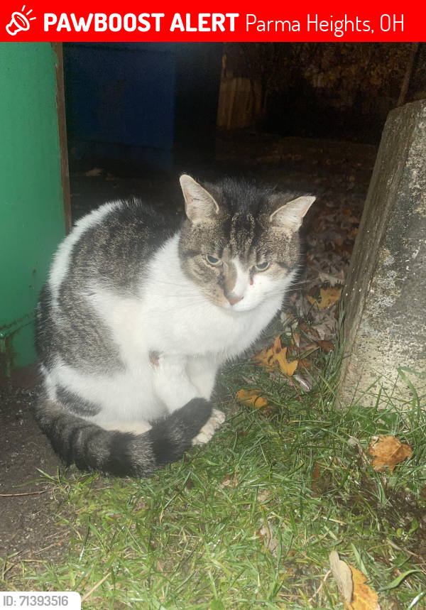 Lost Male Cat last seen Kingsdale apmts Kingsdale Blvd. and Sherborn Road, Parma Heights, OH 44130