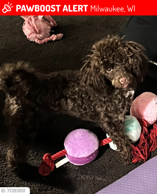Lost Female Dog last seen Near W Fond Du Lac Ave Milwaukee, WI 53216 United States, Milwaukee, WI 53216