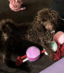 Lost Female Dog last seen Near W Fond Du Lac Ave Milwaukee, WI 53216 United States, Milwaukee, WI 53216